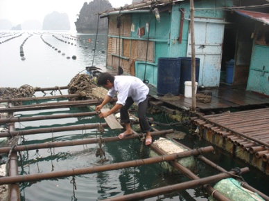 Quang Ninh: Total seafood production estimated at 89,000 MT in 2012