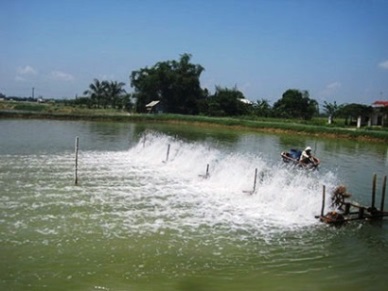 Ho Chi Minh City: Fishery production touched 10,258 MT 