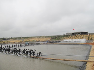 Central coastal provinces eye sustainable shrimp farming