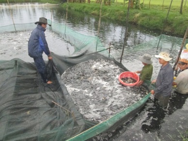 Ha Noi eyes great fisheries potential