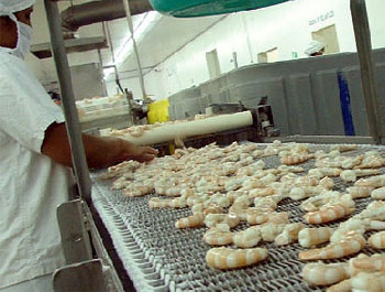 Honduras: Shrimp exports forecast for more than USD 200 million