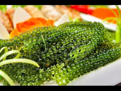 Khanh Hoa: Grape seaweed meets Japanese standards