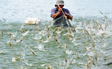 Pangasius harvests decreased 10% in Q1/2015