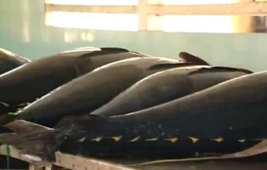 Khanh Hoa targets earning US$ 470 million from seafood exports 