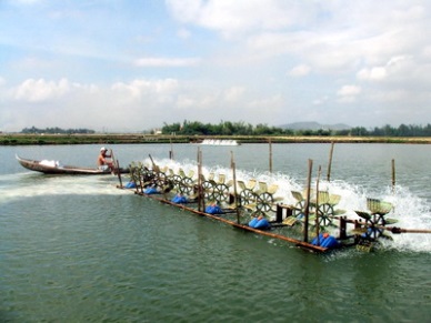 Shrimp farming to drive Bac Lieu’s agriculture