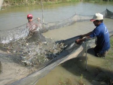 Ca Mau: Black tiger shrimp farmers confront with a new bottleneck