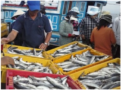 CIRCULAR 50/2015/TT-BNNPTNT: REGULATIONS ON VALIDATION OF CATCH CERTIFICATES, STATEMENTS