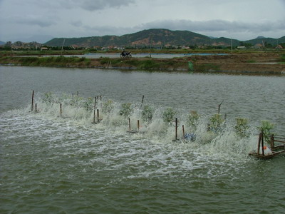 FAO supports Vietnam to prevent disease on shrimps