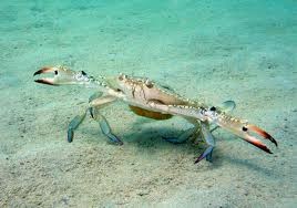 Philippines sets new crab conservation rules