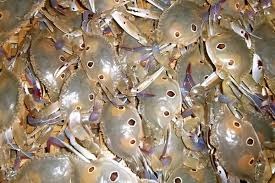 Crabs exports increased by 6%