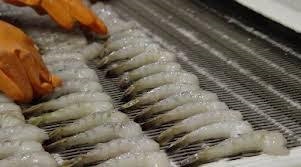 Vietnamese shrimp exports to Taiwan remained stable