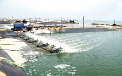 Ho Chi Minh City issues VietGAP policy in agriculture and fisheries