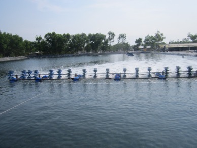 Hai Phong: Aquaculture output touched 49,435 MT in 2016