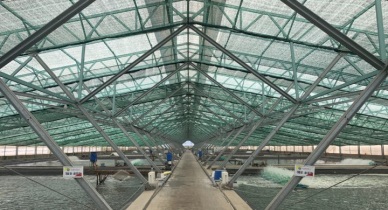 Viet-Uc to harvest first 10,000t shrimp in 2020