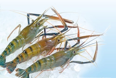 Incomfish’s profit of VND86 million