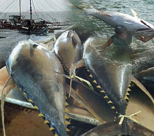 India’s Tuna Industry Invests To Improve Quality