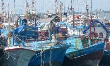 Seafood industry: Indian west coast sees good tuna arrival