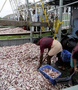 Trawling ban will be for 47 days: Minister
