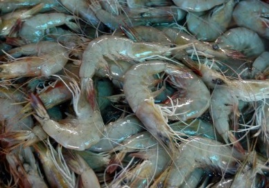 Seafood exports touch record high in 2012-13