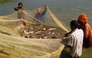 Aquaculture vital for meeting growing demand for fish
