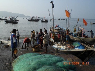 India: Total marine capture fish landings touch 3.78 million tonnes