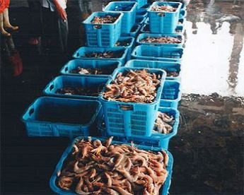 Indonesia: Shrimp exporters prepare US explanation