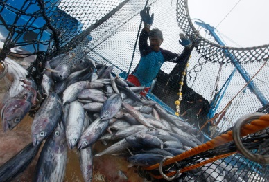 Indonesia: A lot of tuna but little overview