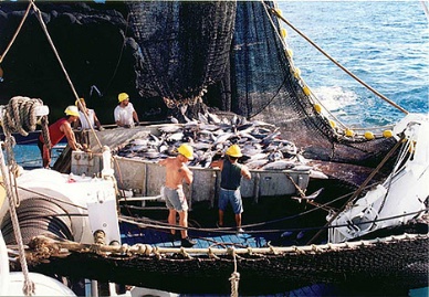 Aggressive Economic Policies Of Prime Minister Are Hurting Japanese Tuna Fishers