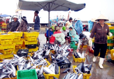 Japan helps to increase Binh Dinh tuna price