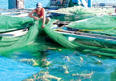 Khanh Hoa expects a 0.5-percent rise in 2014 seafood exports