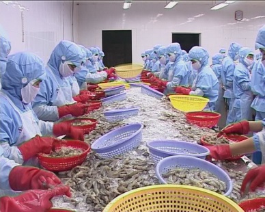 The US – the largest market of Vietnam whiteleg shrimp 