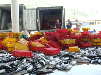 Khanh Hoa: Planning to catch 4 thousand MT of ocean tuna