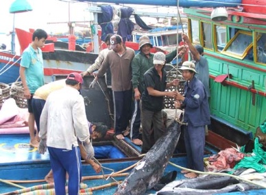 Khanh Hoa: Capture production of ocean tuna reached over 2,000 MT
