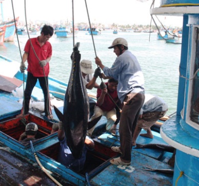 Khanh Hoa: Tuna exports saw a sharp drop 