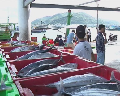 Khanh Hoa: Continuous rise in fish landings 