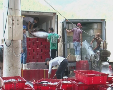 Khanh Hoa to become Vietnam’s major tuna trading center 