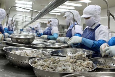 Shrimp sector: Good result for 2013