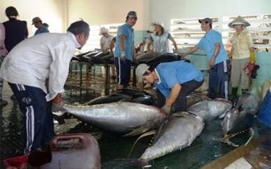Khanh Hoa strives to produce 89,000 MT of seafood in 2015
