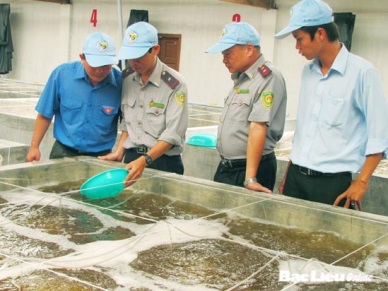 Ben Tre to quarantine shrimp seed before stocking 