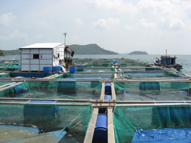 Quy Nhon: Lack of seed for fish culture