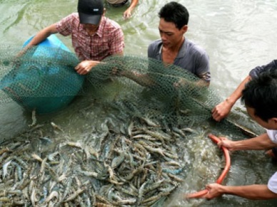 Kien Giang: Fishery output rose by 1.83%