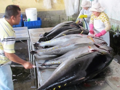 Tuna fishing faces difficulties despite growth