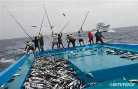The Tuna Industry Ready For A Switch To FAD-Free?
