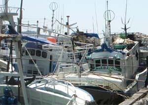 MPEDA holds seminar on long-line fisheries