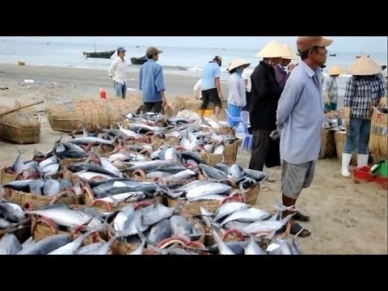 Improving fish quality and production in Mekong Delta