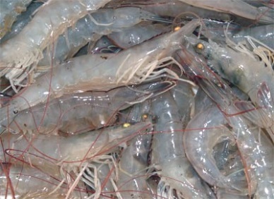 Whiteleg shrimp broodstock production in Ca Mau - a good opportunity for farmers
