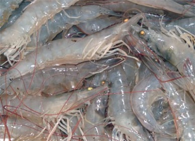 Soc Trang: 40% of the shrimp farming area was affected by diseases