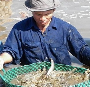 Farmers in Mekong Delta deny DOC’s decision