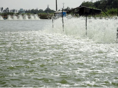 U Minh (Ca Mau): Up 400 ha in innovated extensive shrimp area