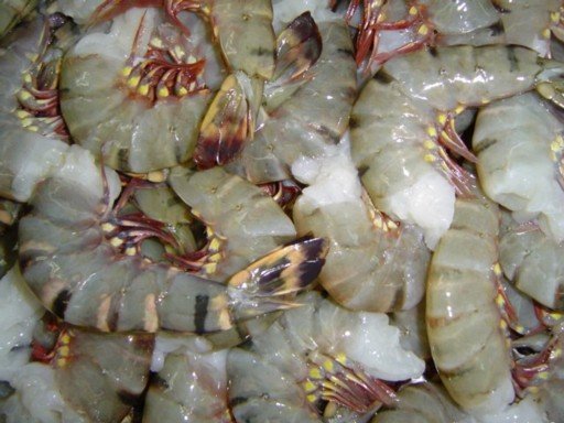 Mozambique expected temporarily to halt exports of shrimp due to disease